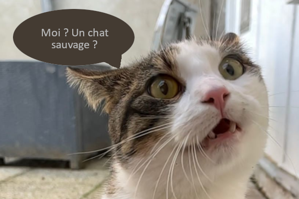 chat pas sauvage